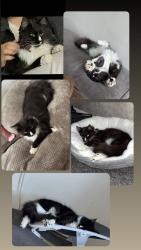 Lost Female Cat last seen Theobald road nr1 2ny , Norfolk, England NR1 2NY