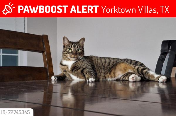 Lost Male Cat last seen Near Whiteglade ln , Yorktown Villas, TX 77084