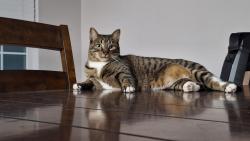 Lost Male Cat last seen Near Whiteglade ln , Yorktown Villas, TX 77084