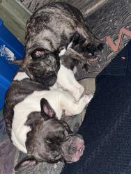 Found/Stray Male Dog last seen Sandalwood , Conroe, TX 77303