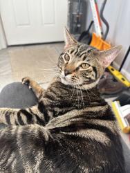 Found/Stray Male Cat last seen South Fallon across from Toyota Dealership on Chestnut, Philadelphia, PA 19143
