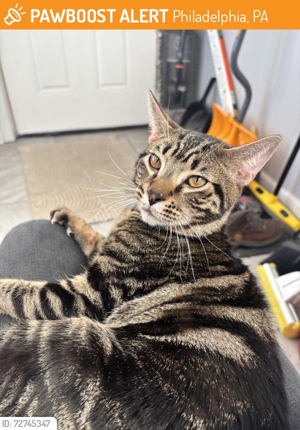 Found/Stray Male Cat last seen South Fallon across from Toyota Dealership on Chestnut, Philadelphia, PA 19143