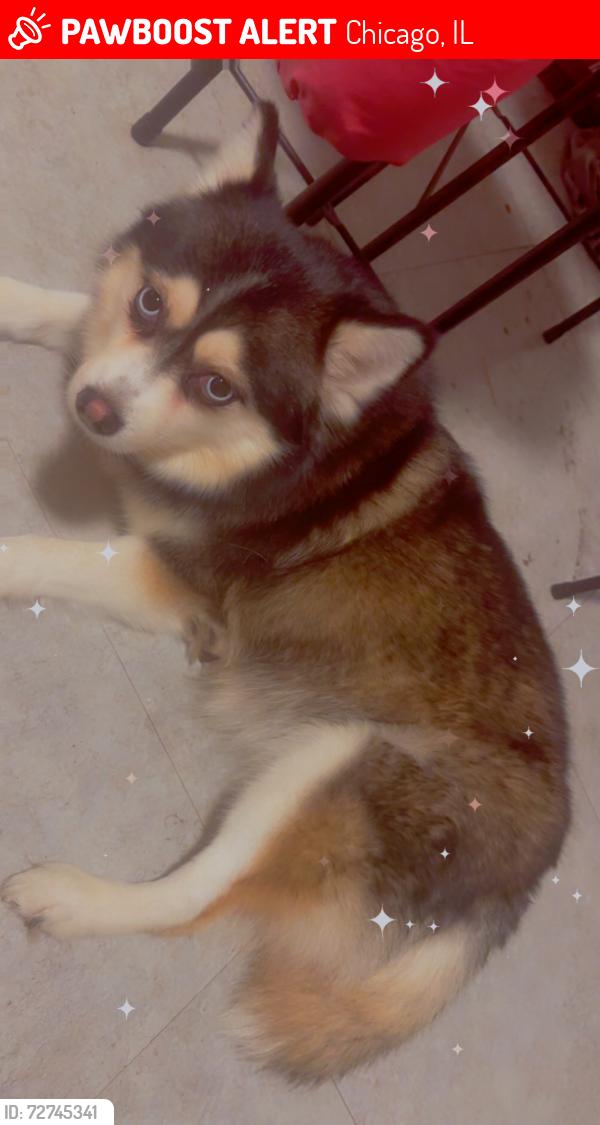 Lost Female Dog last seen close by eckersall park, Chicago, IL 60617