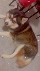 Lost Female Dog last seen close by eckersall park, Chicago, IL 60617