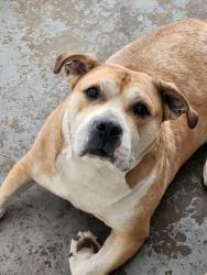 Found/Stray Male Dog last seen Marietta Street, Powder Springs, GA 30127