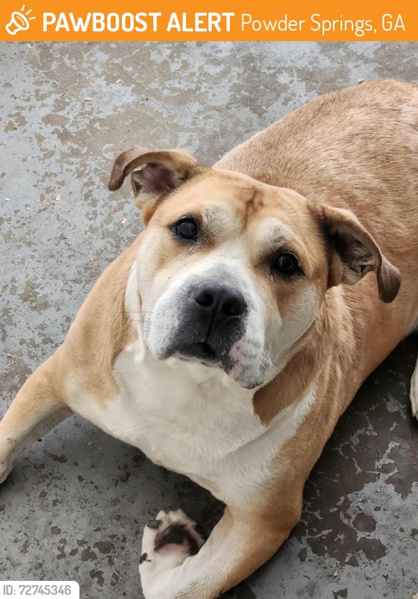 Found/Stray Male Dog last seen Marietta Street, Powder Springs, GA 30127
