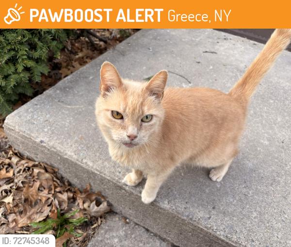 Found/Stray Unknown Cat last seen Britton Road, Greece, NY 14616