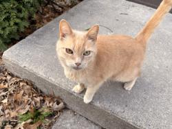 Found/Stray Unknown Cat last seen Britton Road, Greece, NY 14616