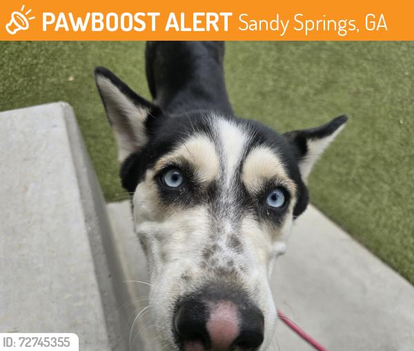Found/Stray Female Dog last seen Northridge and Colquitt road, Sandy Springs, GA 30328