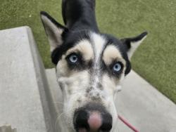 Found/Stray Female Dog last seen Northridge and Colquitt road, Sandy Springs, GA 30328