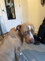 Found/Stray Female Dog last seen By Gym Area of Florida State University , Tallahassee, FL 32304