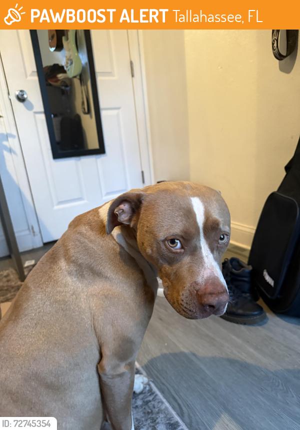 Found/Stray Female Dog last seen By Gym Area of Florida State University , Tallahassee, FL 32304