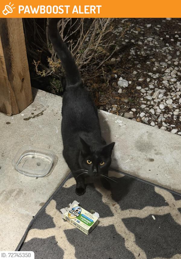 Found/Stray Unknown Cat last seen Valero on 32 and Rochester , Addison Township, MI 48367