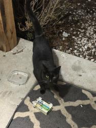 Found/Stray Unknown Cat last seen Valero on 32 and Rochester , Addison Township, MI 48367