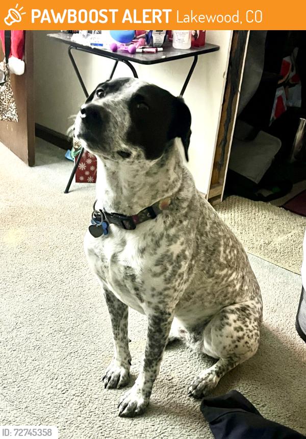 Found/Stray Female Dog last seen Garrison at., Lakewood, CO 80232