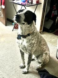 Found/Stray Female Dog last seen Garrison at., Lakewood, CO 80232