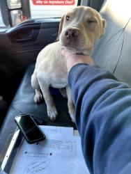 Found/Stray Female Dog last seen Rutters in duncansville, Duncansville, PA 16635