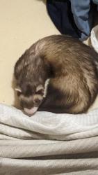 Lost Male Ferret last seen Midland avenue , Syracuse, NY 13205