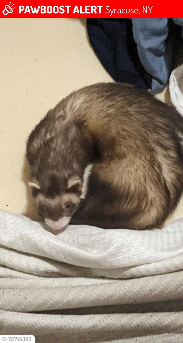 Lost Male Ferret last seen Midland avenue , Syracuse, NY 13205