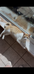 Lost Male Cat last seen FM 664 Ovilla and Mavis Ave, Waxahachie, TX 75167