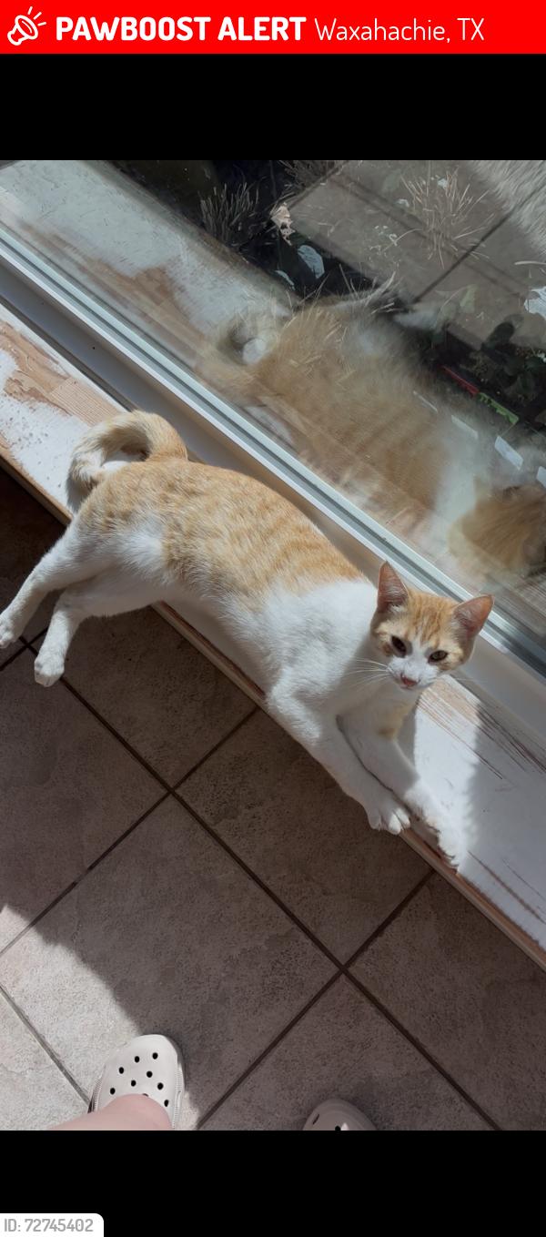 Lost Male Cat last seen FM 664 Ovilla and Mavis Ave, Waxahachie, TX 75167