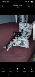 Lost Male Dog last seen Corday street , Pensacola, FL 32502