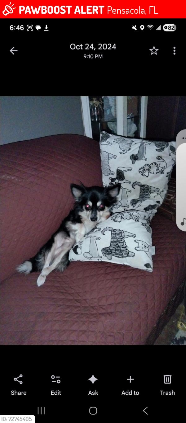 Lost Male Dog last seen Corday street , Pensacola, FL 32502