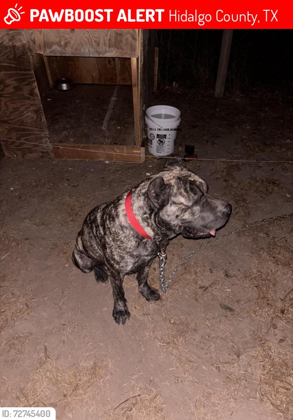 Lost Female Dog last seen Los pinos hardware, Hidalgo County, TX 78573