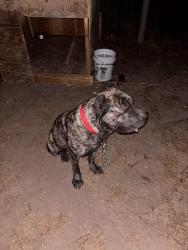Lost Female Dog last seen Los pinos hardware, Hidalgo County, TX 78573