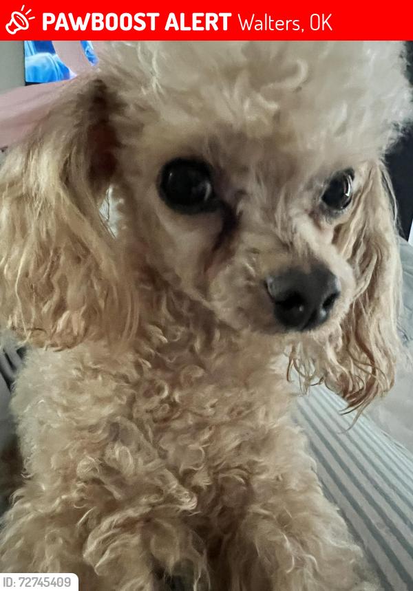 Lost Female Dog last seen WALTERS OKLAHOMA, Walters, OK 73572