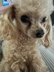 Lost Female Dog last seen WALTERS OKLAHOMA, Walters, OK 73572