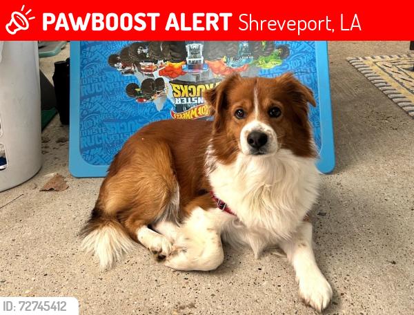 Lost Male Dog last seen Akard and Leland intersection , Shreveport, LA 71105