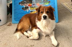 Lost Male Dog last seen Akard and Leland intersection , Shreveport, LA 71105