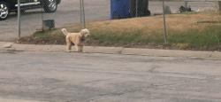 Found/Stray Unknown Dog last seen Yucca dr , Rapid City, SD 57702
