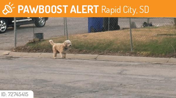 Found/Stray Unknown Dog last seen Yucca dr , Rapid City, SD 57702