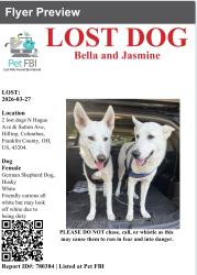 Lost Female Dog last seen N Hague and Sutton Ave 43204, Columbus, OH 43204