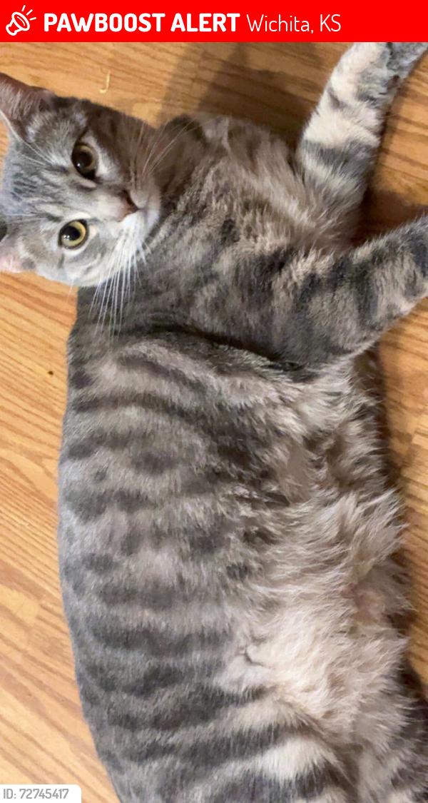 Lost Female Cat last seen deer lake ests mobile  park near 47th st s and K15 near bluff & jonquil st, Wichita, KS 67210
