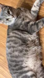 Lost Female Cat last seen deer lake ests mobile  park near 47th st s and K15 near bluff & jonquil st, Wichita, KS 67210
