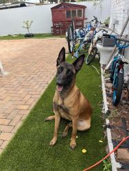 Lost Female Dog last seen Near st , Miami, FL 33131