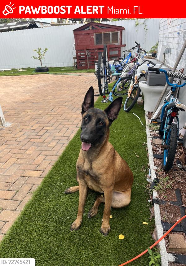 Lost Female Dog last seen Near st , Miami, FL 33131