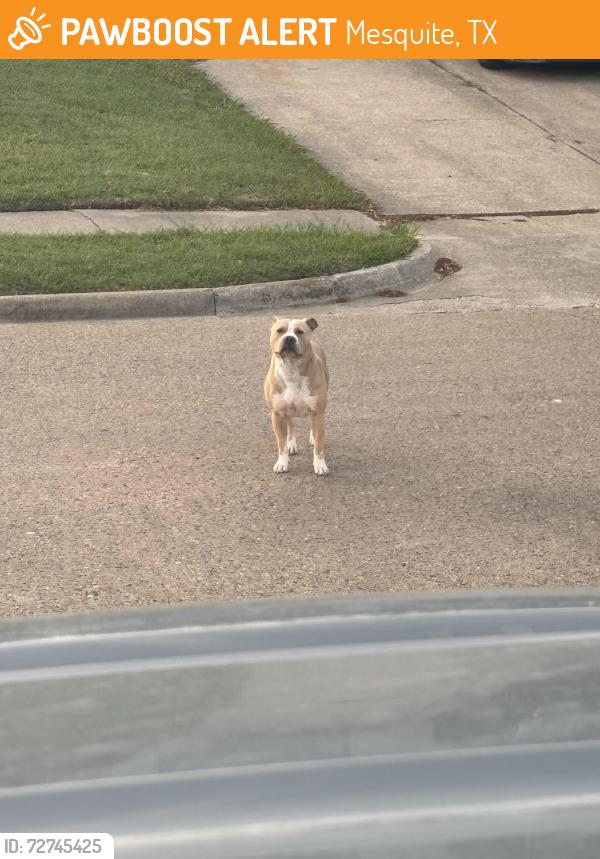 Found/Stray Male Dog last seen Caladium at East Side dr, Mesquite, TX 75149