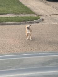 Found/Stray Male Dog last seen Caladium at East Side dr, Mesquite, TX 75149