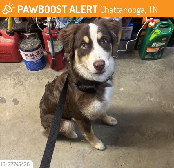 Found/Stray Male Dog last seen Old Hixson pike , Chattanooga, TN 37343