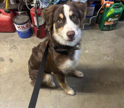Found/Stray Male Dog last seen Old Hixson pike , Chattanooga, TN 37343