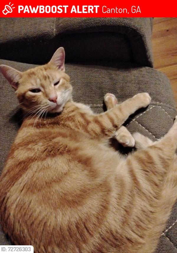 Lost Male Cat last seen Old Magnolia Way, Canton, GA 30115