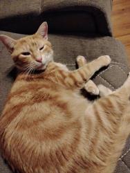 Lost Male Cat last seen Old Magnolia Way, Canton, GA 30115