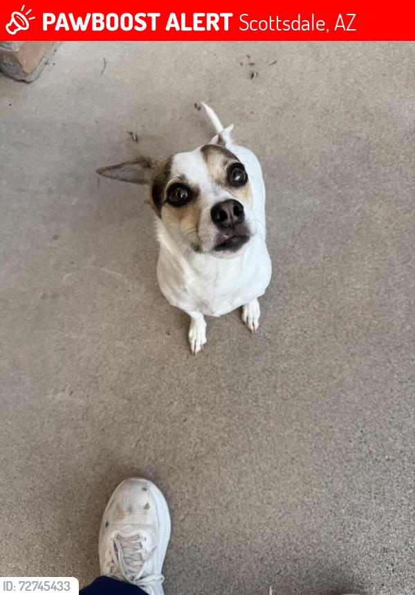 Lost Female Dog last seen Yard , Scottsdale, AZ 85251