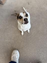 Lost Female Dog last seen Yard , Scottsdale, AZ 85251