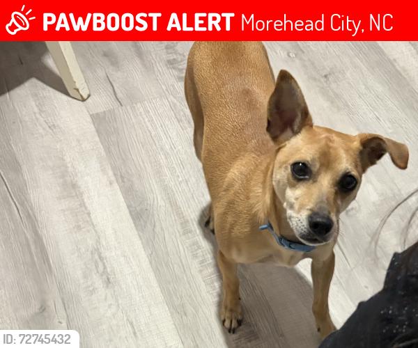 Lost Male Dog last seen Guy c lee, Morehead City, NC 28557