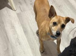 Lost Male Dog last seen Guy c lee, Morehead City, NC 28557